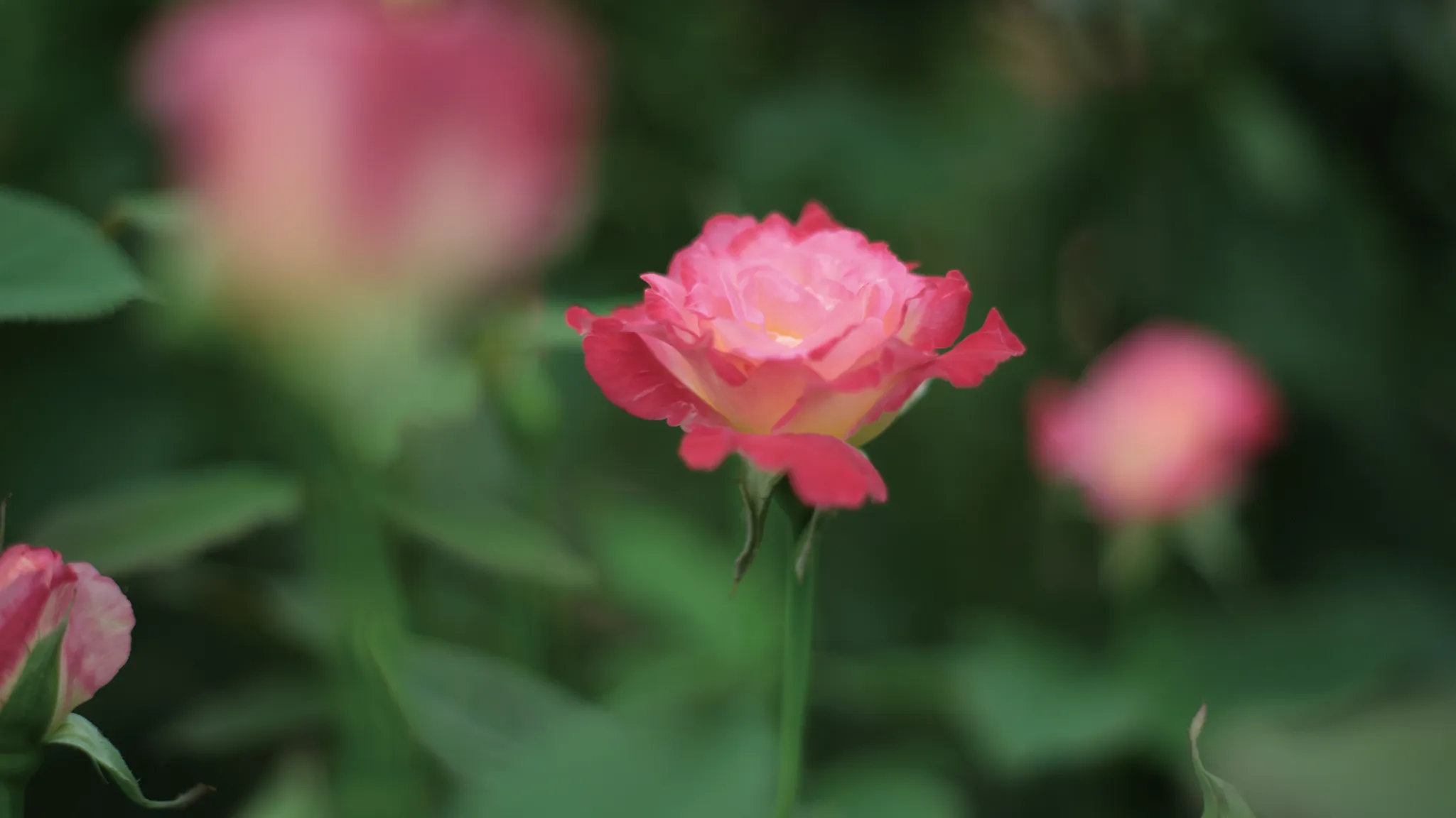 Fresh and fragrant rose